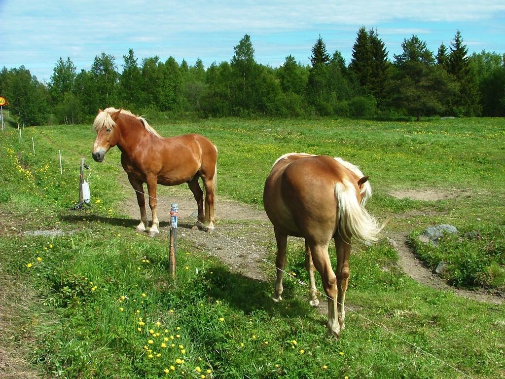 Wanha Pappila Cottages Simoniemi المظهر الخارجي الصورة